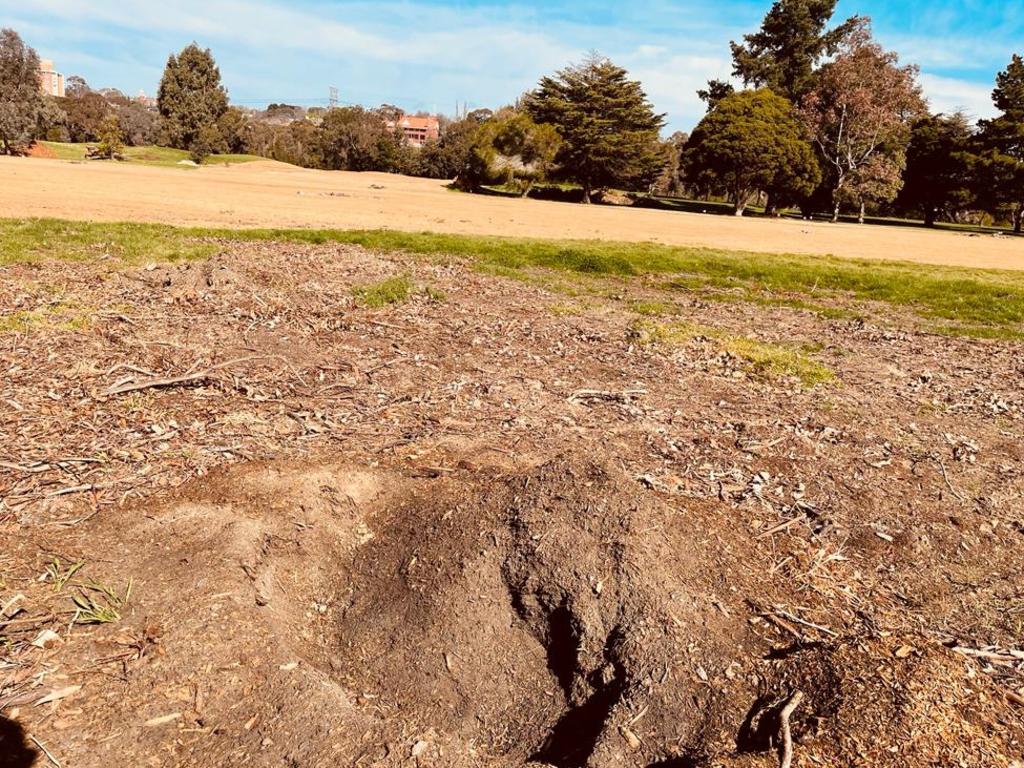 Residents were furious about the trees’ removal. Picture: Supplied