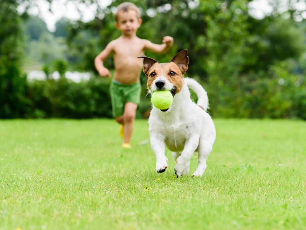 A good lawn is a good thing for active pets.