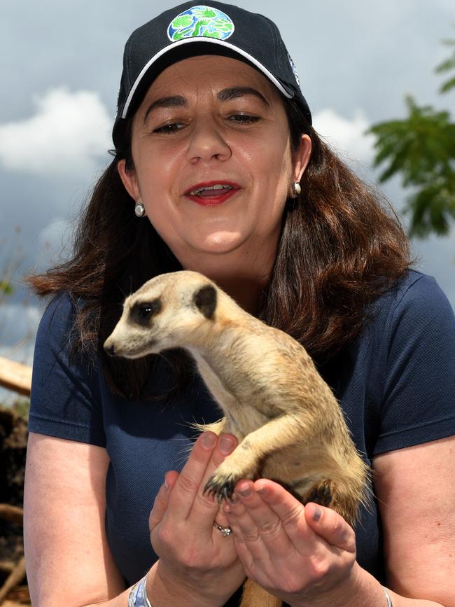 Queensland Premier Annastacia Palaszczuk holds a meerkat during a visit to Australia Zoo in Beerwah, on the Sunshine Coast, during the 2017 election campaign. Picture: Dan Peled