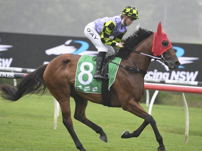 Nanakorobi Yaoki can celebtreate her 50th race start with a win at Lismore. Picture: Bradley Photos