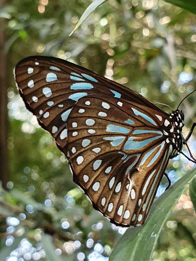 Blue Tiger Butterfly.