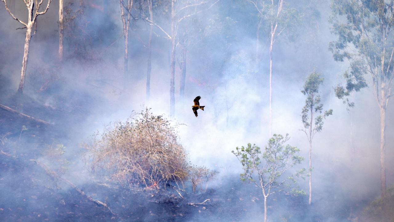 Firefighters brace for the worst as fires continue to burn in the Canungra and Sarabah regions. Picture: NIGEL HALLETT