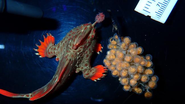 Adult red handfish with eggs Picture: J.Stuart-Smith