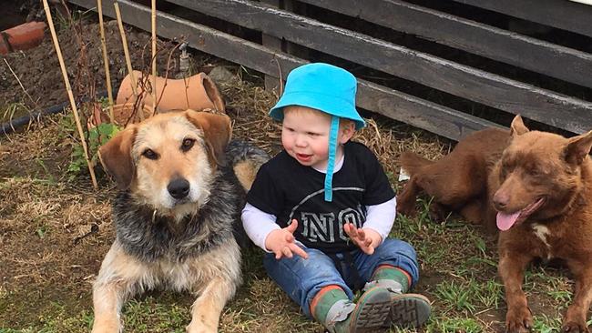 Dorle Vaughan sent in this picture of her grandson Hendrix and his two best buddies, Sal the Huntaway and Jimmy the brown Kelpie, hanging out at her property near Mortlake. Picture: Supplied