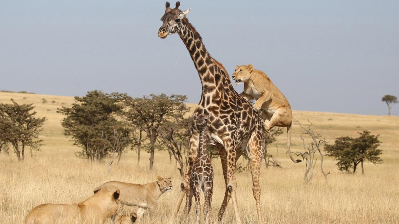 Kenyan photographer James Nampaso’s image ‘Attack’ was taken in the Olare Motorogi Conservancy, Kenya. Picture: James Nampaso Africa Geographic Photographer of the Year 2021