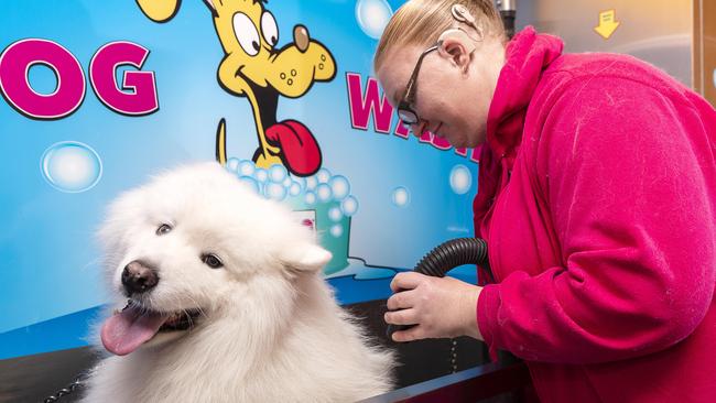 We want to dig up Melbourne’s best dog groomer. Jess with Bolt at Kilysyth South's Fish &amp; Feather pet shop. Picture: Daniel Pockett