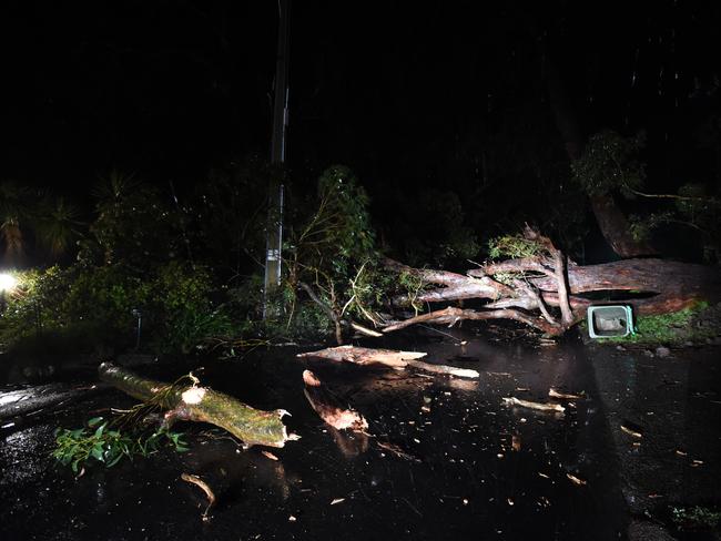 A fallen tree blocking the road on Otranto Street in Bridgewater. Photo Naomi Jellicoe