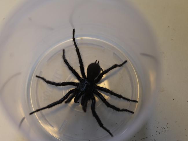 The large number of spiders handed in this summer is connected with perfect seasonal conditions. Picture: Australian Reptile park.
