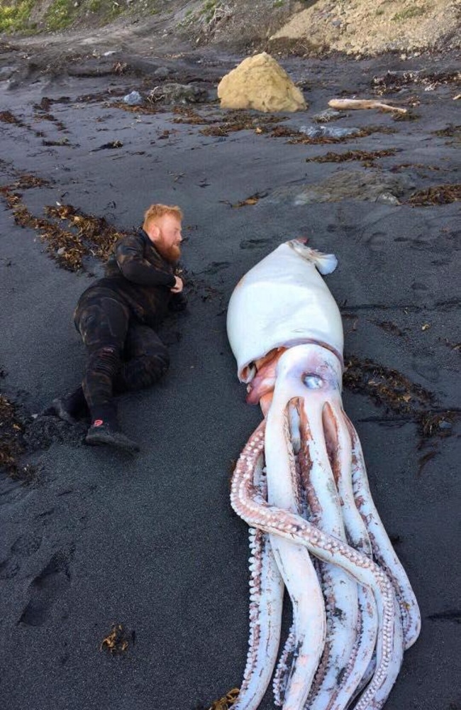 giant-squid-washed-up-squid-found-in-new-zealand-daily-telegraph