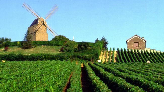 A vineyard on the Champagne route at Reims.