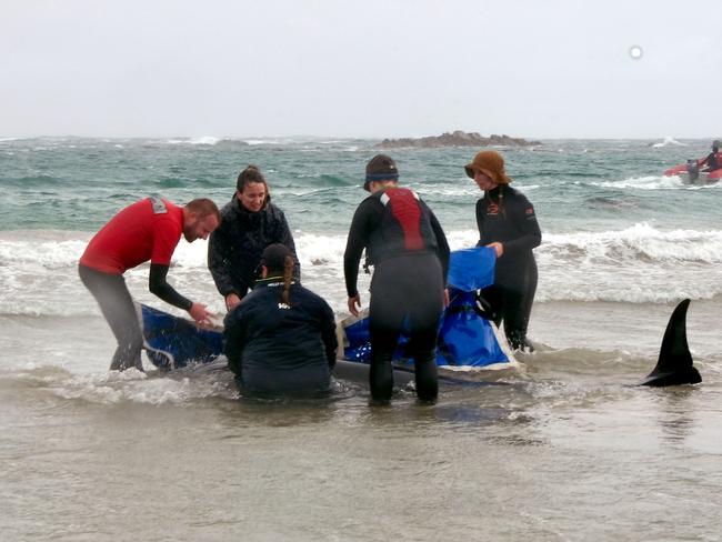 The dolphins were stranded on a beach near the Arthur River inlet on the west coast of Tasmania. (Photo by Handout / Department of Natural Resources and Environment Tasmania / AFP)