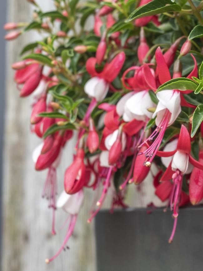 Happy Bells ‘Cheerful’