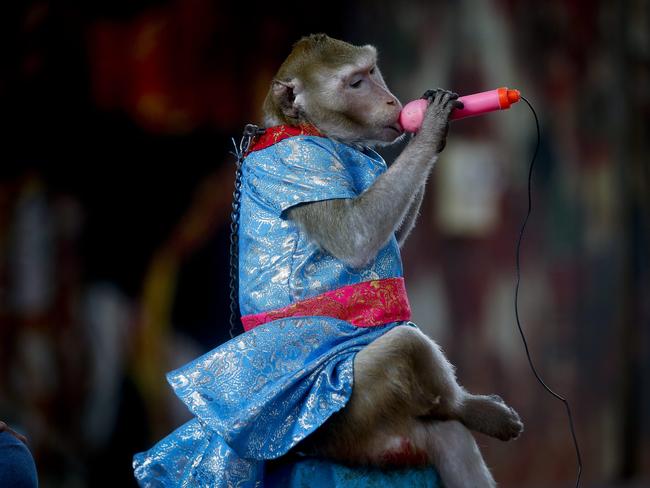 Performing monkey at the market