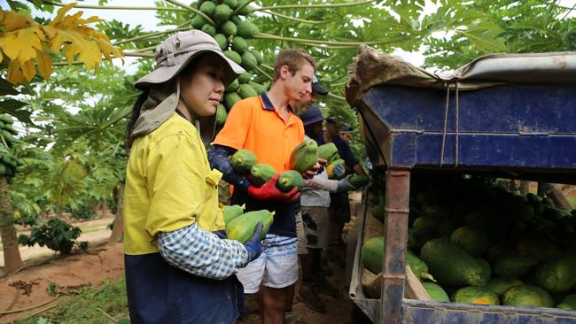 The population rebound has kept the economy afloat and eased labour shortages, particularly in areas where locals are reluctant to toil. Picture: Bronwyn Wheatcroft