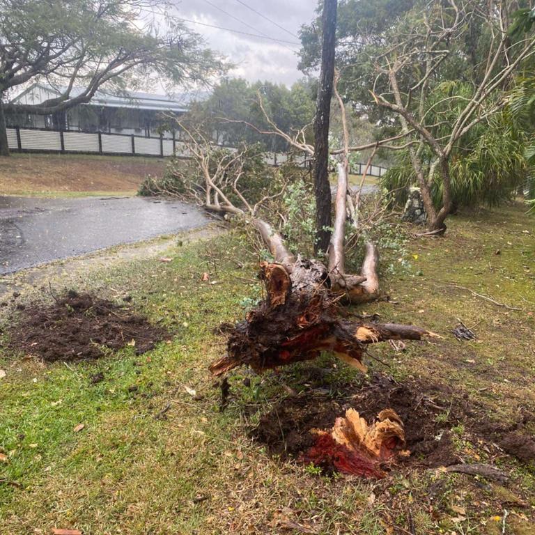 A fallen tree at The Dawn in the Gympie region. Picture: Scott Frances