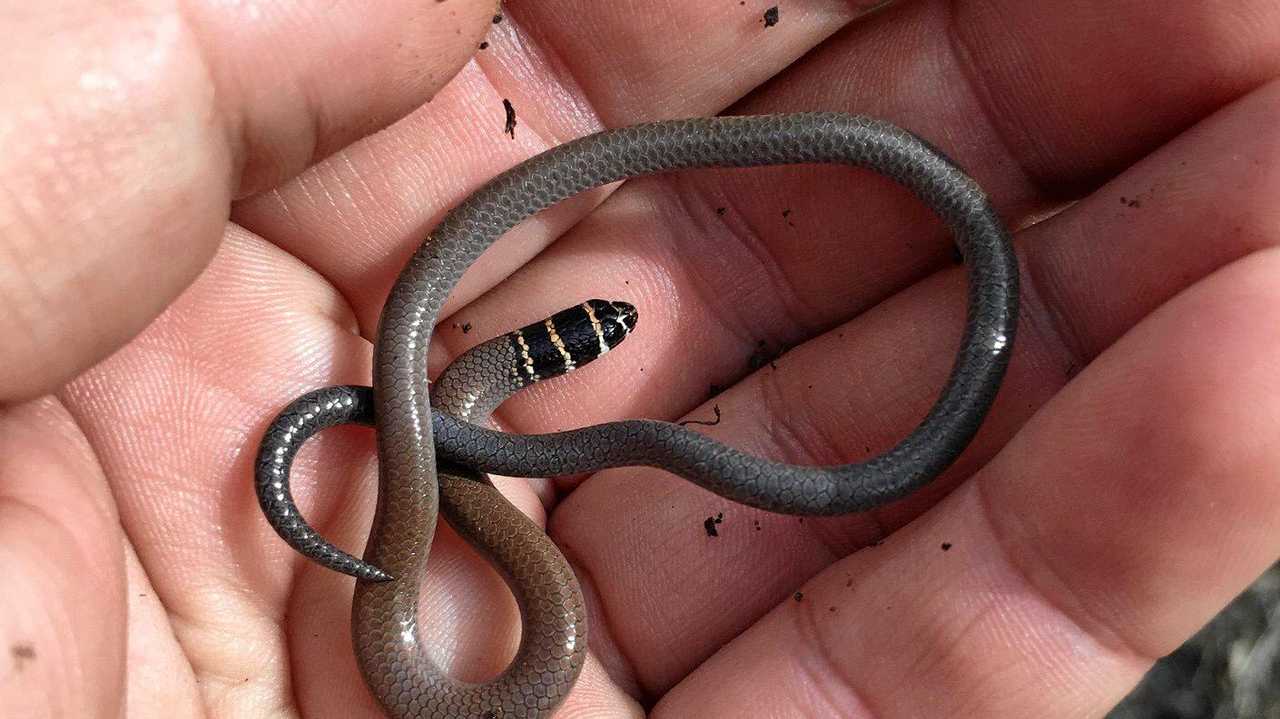 RELOCATED: The collared delma, which have been found near the Toowoomba Second Range Crossing. Picture: Contributed