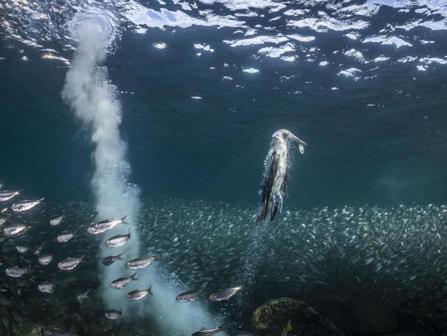 Henley Spiers: A blue-footed booby rises up amongst vast sardine shoals with a fish in its beak. Baja California Sur, Mexico