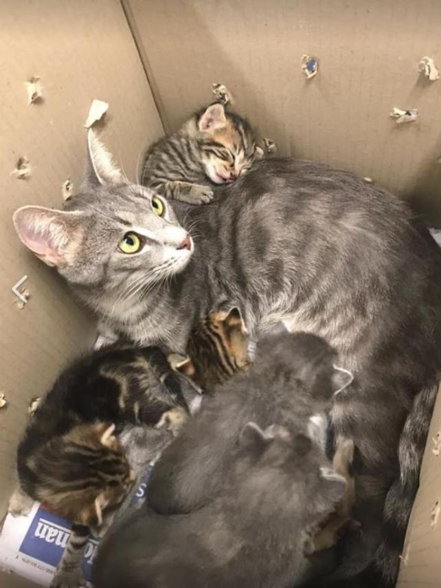 A cat and her kittens were dumped at a Redlands vet. Picture: Kat Lovell