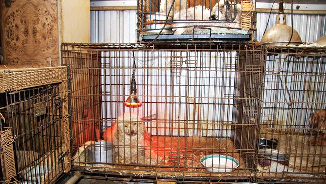 A Queensland puppy farm during a raid. Picture: RSPCA