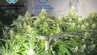 Police seize cannabis from three Brooklyn Park addresses. Picture: SAPOL