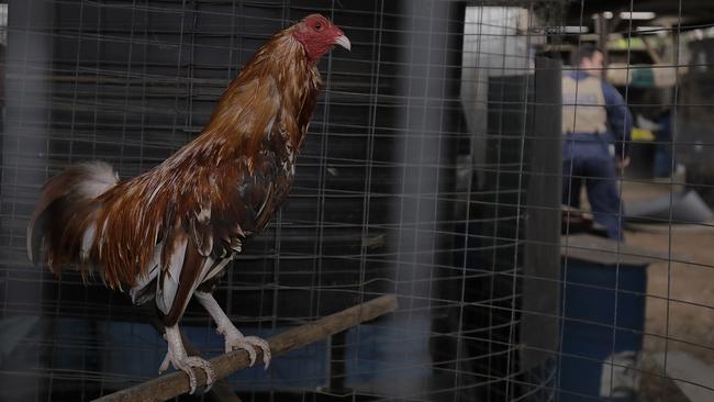 Detectives have seized a further 540 roosters as investigations continue into the activities of an illegal cockfighting syndicate. Picture: supplied