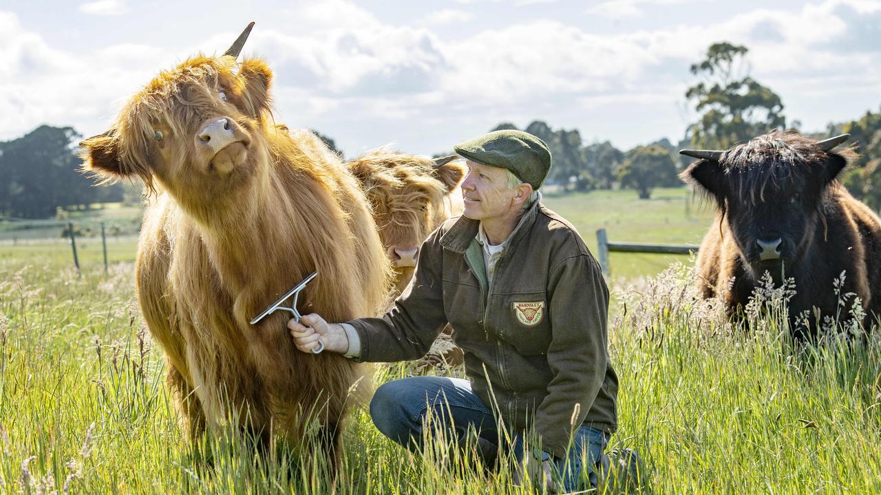 Bairnsley Highlands - Why Breed Highland Cattle