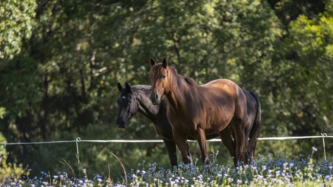 Meet the horses and other farmyard animals at Kanimbia Glamping