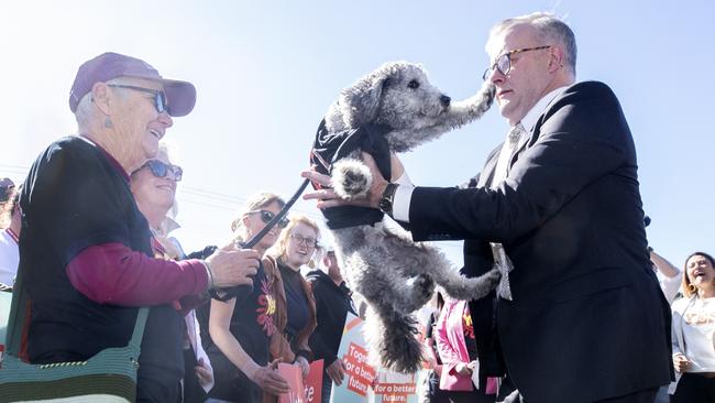 Prime Minister Anthony Albanese joins Tasmanian campaign volunteers days out from the referendum. Picture: Chris Kidd