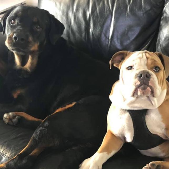 Tassie's Pawfect Pairs | Shelley Robson: Our beautiful boys Alex the rottie and Drake the British bulldog