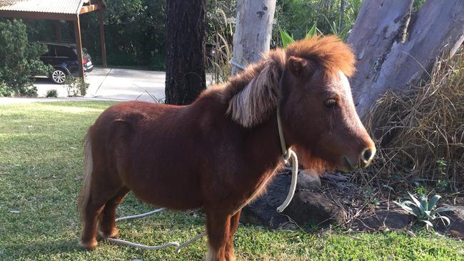 Lost and found pony on Hardys Road, Mudgeeraba. Photo: Supplied