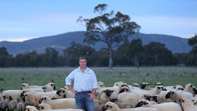 Tom Bull, Kinross, Holbrook, NSW, has been on a mission to create the best tasting lamb. Picture: Yuri Kouzmin