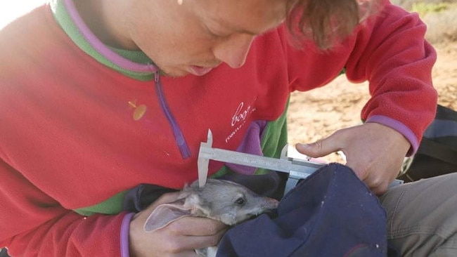 Adelaide University student Ned Ryan-Scholefield taking measurements of a bilby. Picture: Tessa Manning