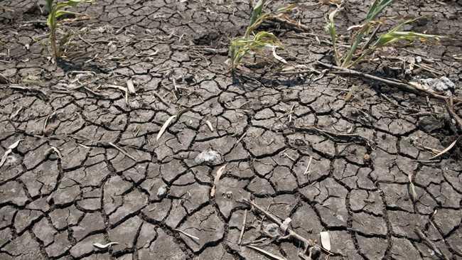 Let them eat water! Picture: Kevin Farmer