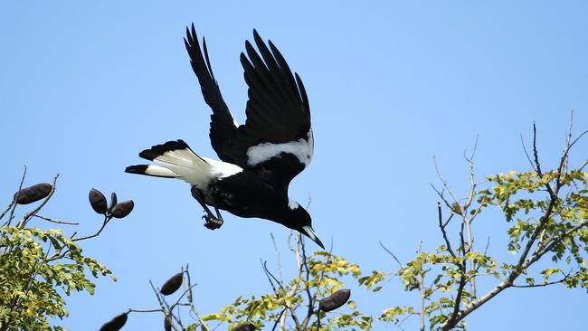 Magpies can recognise human faces and will not swoop if they know and like you. Picture: Supplied.