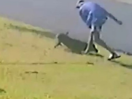 A screenshot of a video captured by CCTV of a man punching a dog multiple times in Mackay. The video was released by the RSPCA in hopes of finding the man. Photo: RSPCA/Facebook.