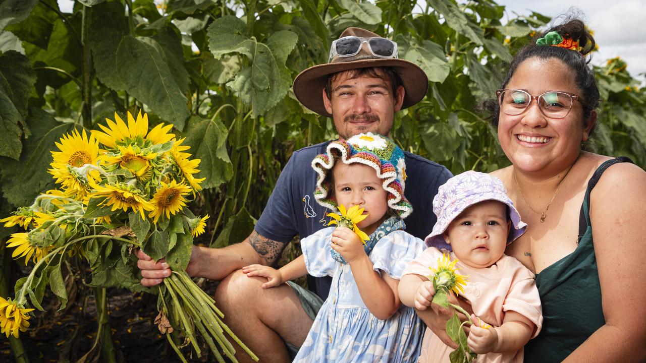 Josh King and Gaby Mendez with Honey and baby Heidi at Lilyvale Flower Farm picking sunflowers, Sunday, February 2, 2025. Picture: Kevin Farmer