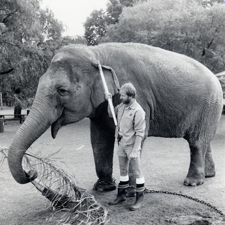 Tricia the elephant is pictured with zookeeper Mark True in 1986. Picture: J.Cowa