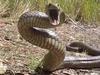 Man rushed to hospital after snake bite at Ayr property