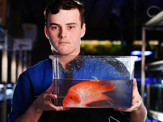 A1 Aquariums Hayden Lyon with a Red Devil Cichlid, a common pet fish that becomes a pest when released into the wild. Picture: Alix Sweeney