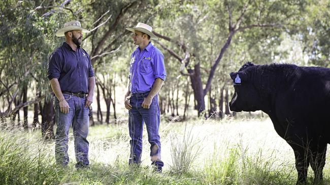 Advanced cattle genetics program launched near Chinchilla