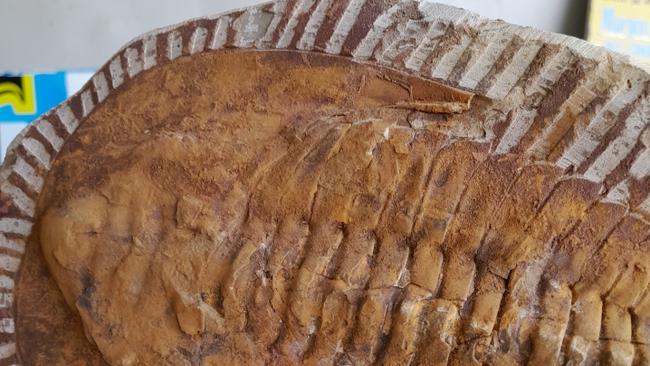 This massive trilobite fossil, from around 252-521 million years ago, will be at the Ancient Songbird Centre display, as well other fossilised rock and crystals.