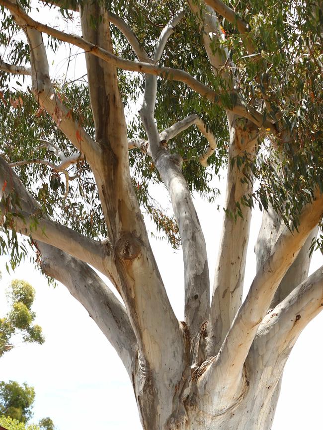 Council staff had been working on a plan to produce a public report detailing the addresses of every property where significant and regulated trees had been razed in the past two years.