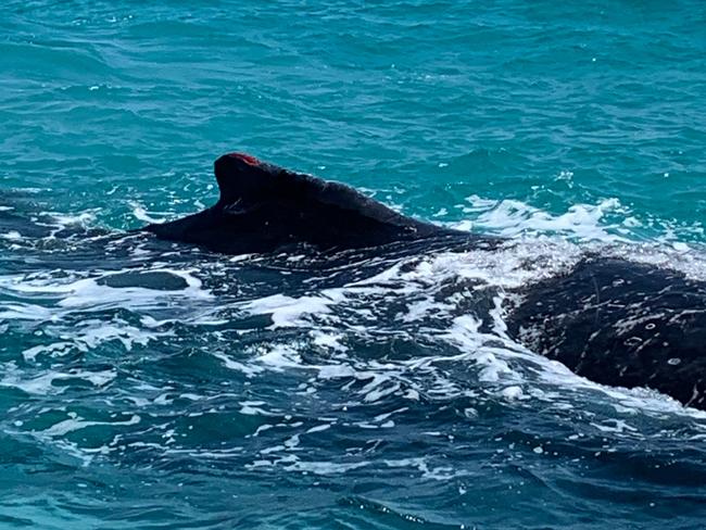 After being stranded for several hours, the whale was able to free itself and was now swimming in 15 metres of water, according to a statement from DESI.