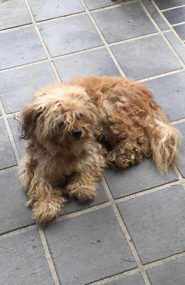 Jett is a Maltese cross King Charles Cavalier that was mistreated by its Gold Coast owner. Photo: RSPCA