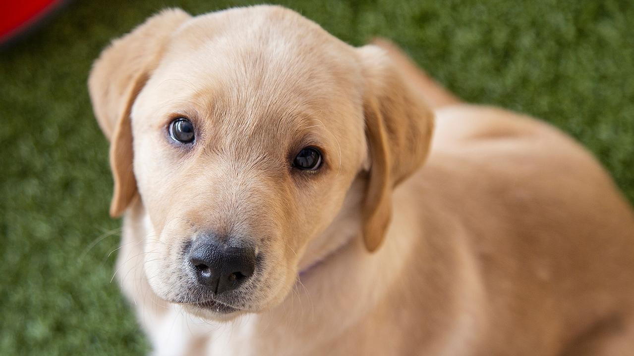 how much are labrador puppies in australia