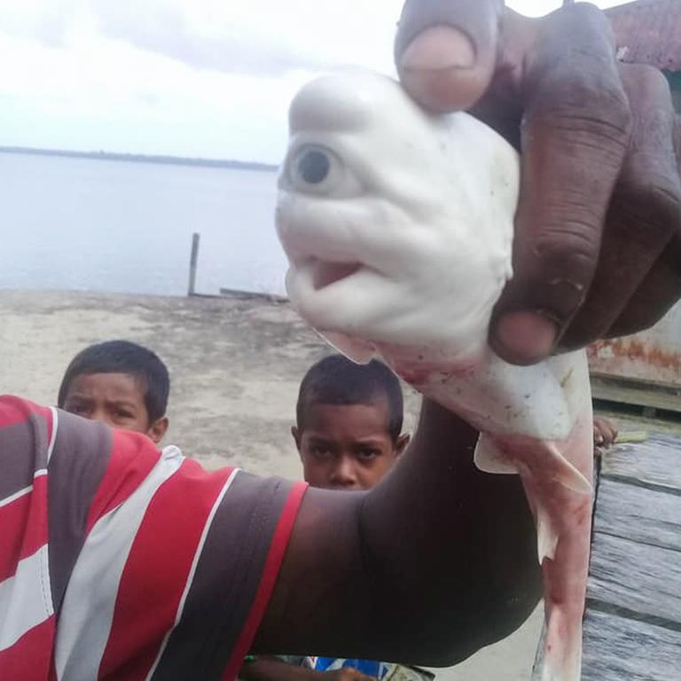 One Eyed Cyclops Baby Shark Discovered By Fishermen In Indonesia News Com Au Australia S Leading News Site