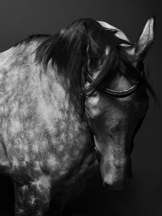 Gary Heery’s photograph of popular racing horse, Chautauqua.