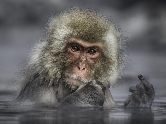 A Japanese Macaque, or Snow Monkey at Jigokundani Monkey Park, near Nakano in Japan was not impressed to find itself in the spotlight. Picture: Linda Oliver/Barcroft Images