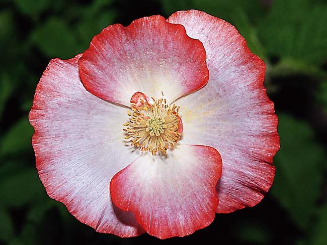 "Shirley Series" poppy. Gardening / Flower