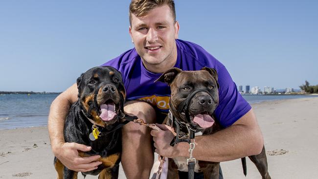 NRL star’s dog mauls pet greyhound to death